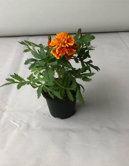 Tagetes patula Hero Flame