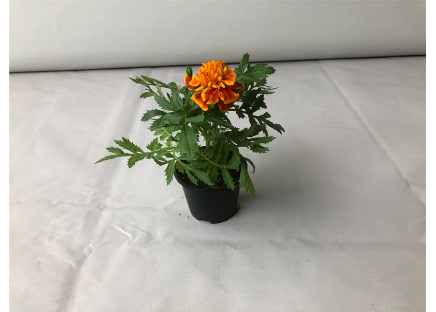 Tagetes patula Texana Flame T9