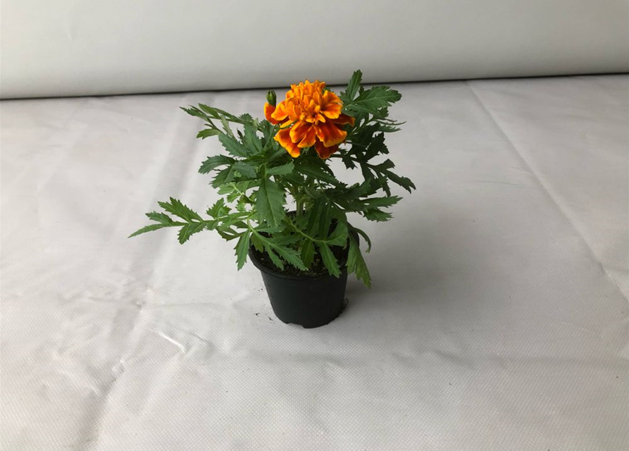 Tagetes patula Hero Flame