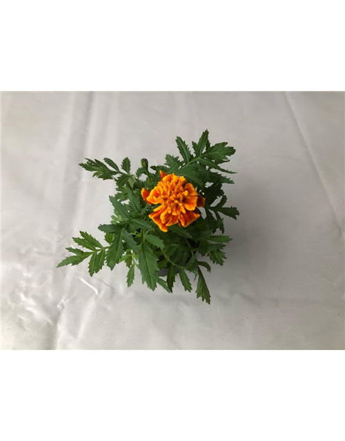 Tagetes patula Texana Flame T9