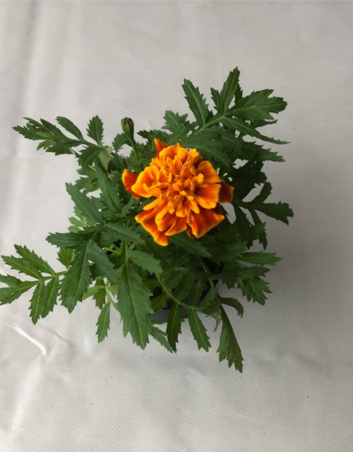 Tagetes patula Hero Flame