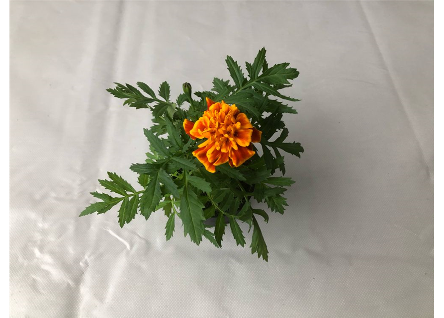 Tagetes patula Texana Flame T9