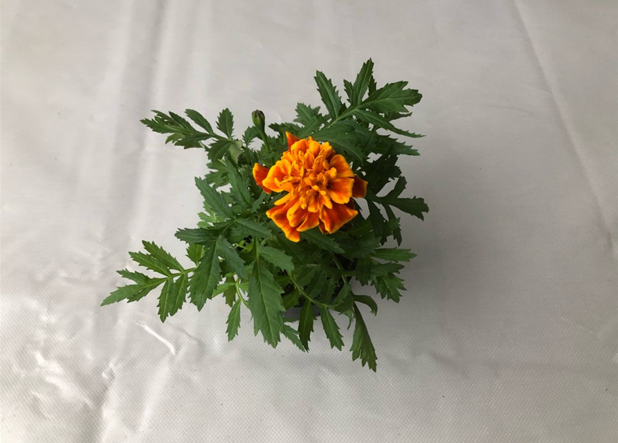 Tagetes patula Hero Flame