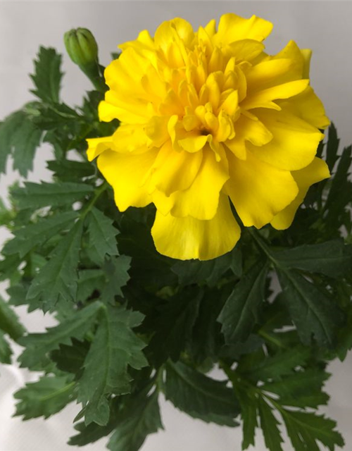 Tagetes patula Hero Yellow