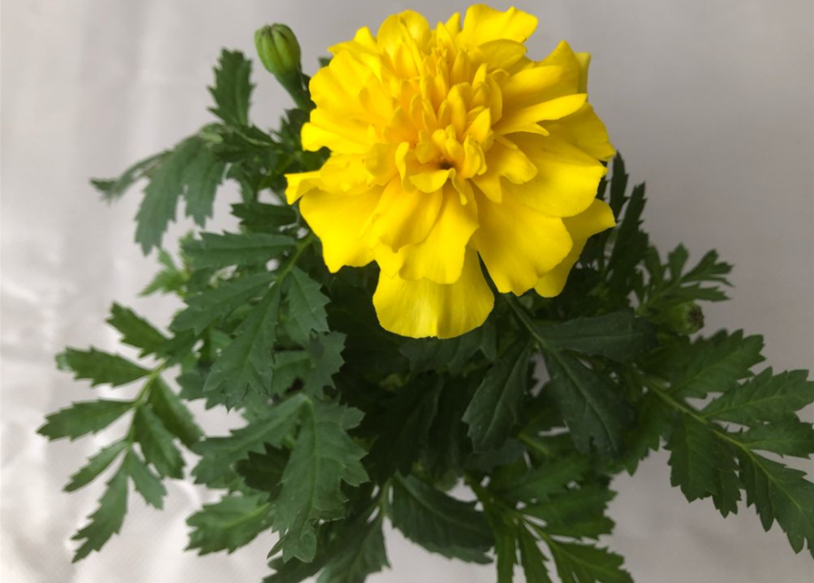 Tagetes patula Hero Yellow