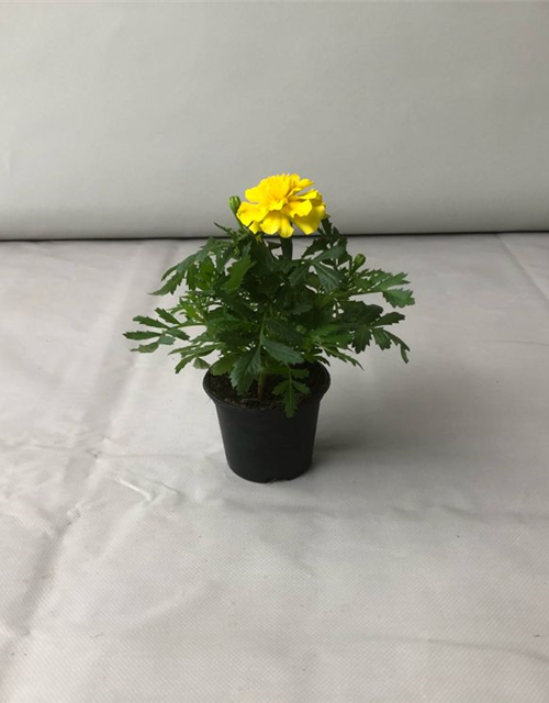 Tagetes patula Hero Yellow