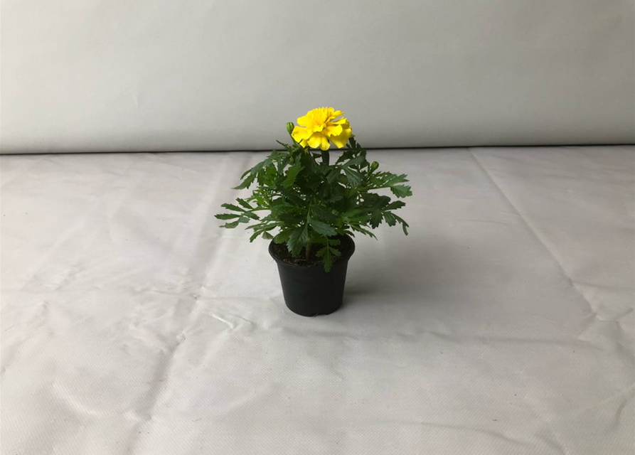 Tagetes patula Hero Yellow