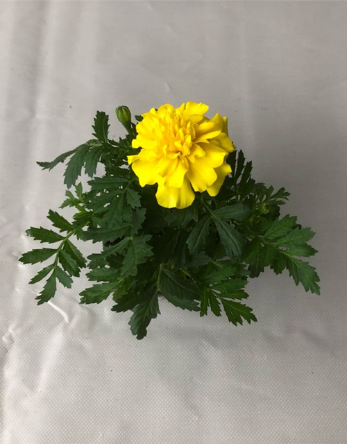 Tagetes patula Hero Yellow