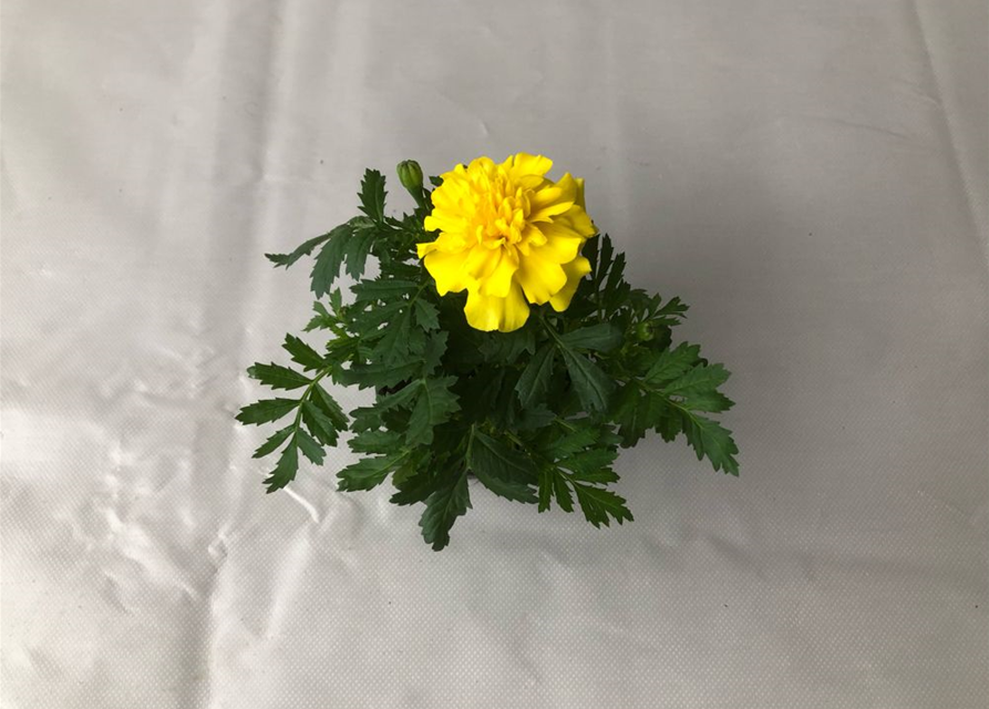 Tagetes patula Hero Yellow