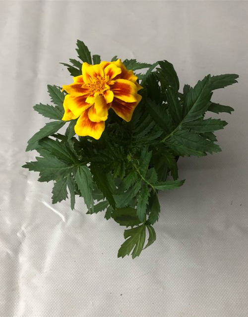 Tagetes patula Safari Yellow Fire