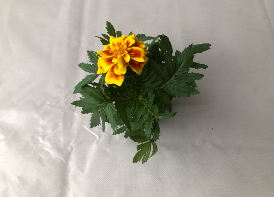 Tagetes patula Safari Yellow Fire