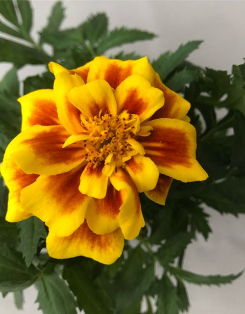 Tagetes patula Safari Yellow Fire