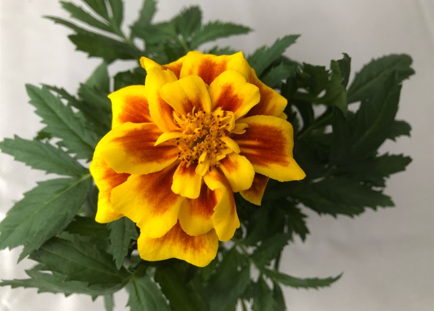 Tagetes patula Safari Yellow Fire