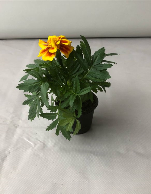 Tagetes patula Safari Yellow Fire