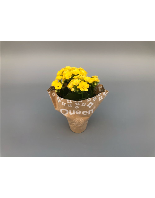 Kalanchoe Roseflowers Mini Gelb T6