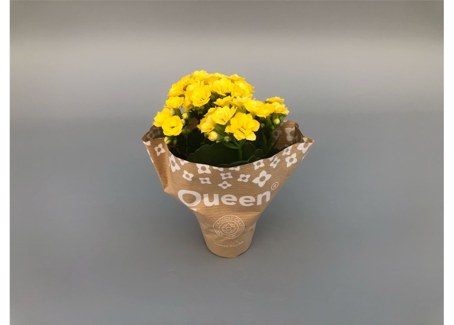 Kalanchoe Roseflowers Mini Gelb T6