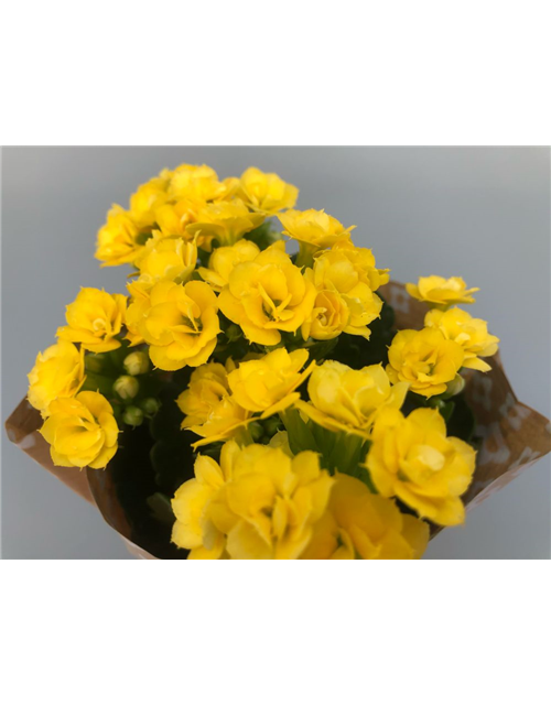 Kalanchoe Roseflowers Mini Gelb T6