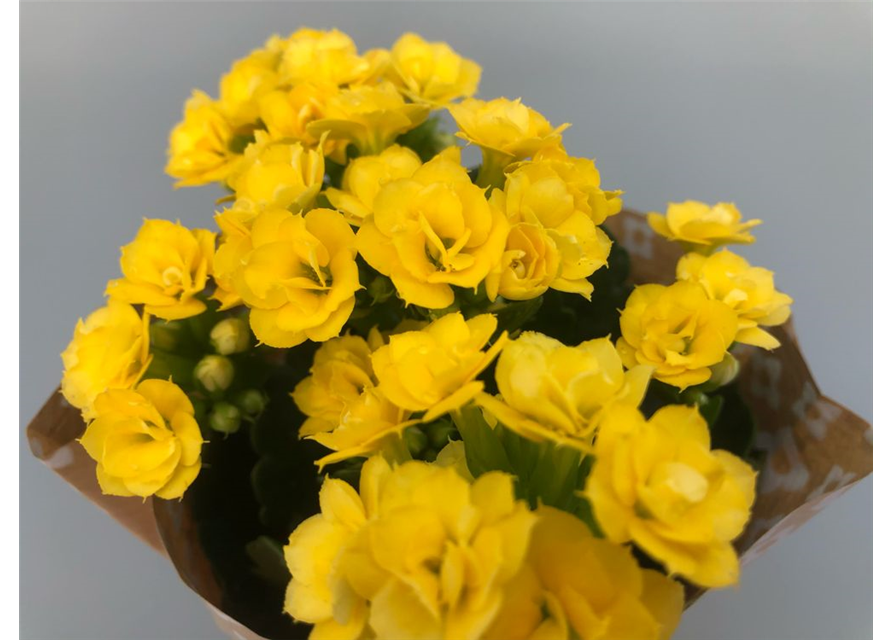 Kalanchoe Roseflowers Mini Gelb T6