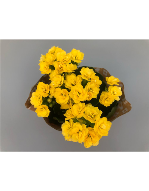 Kalanchoe Roseflowers Mini Gelb T6