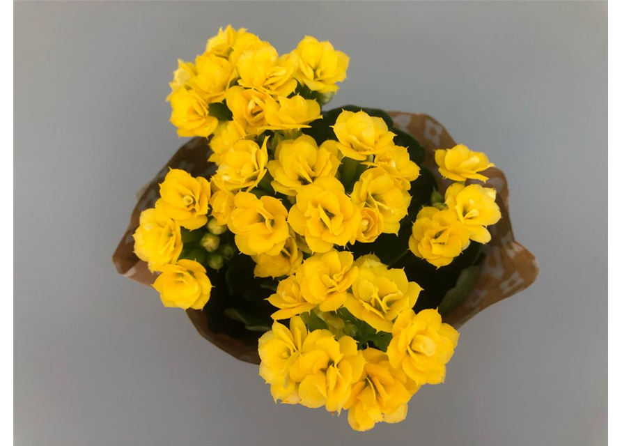 Kalanchoe Roseflowers Mini Gelb T6