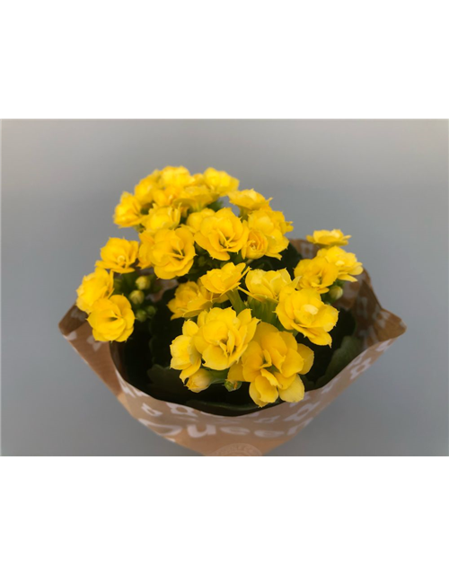 Kalanchoe Roseflowers Mini Gelb T6