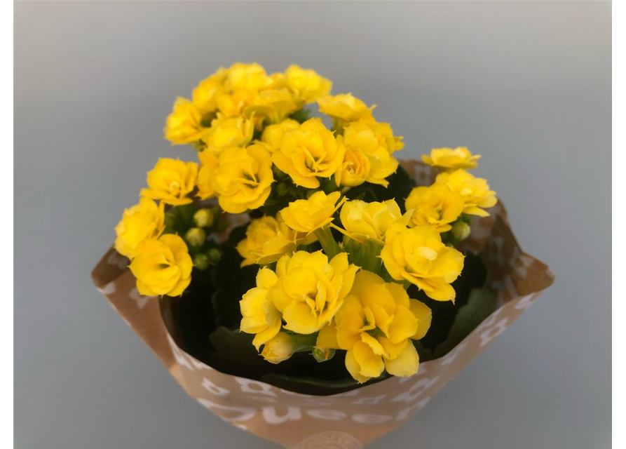 Kalanchoe Roseflowers Mini Gelb T6