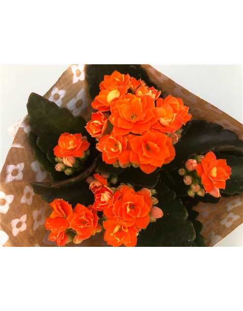 Kalanchoe Roseflowers Mini Orange T6