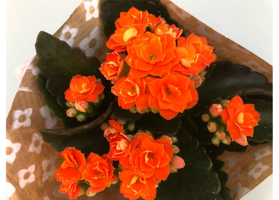 Kalanchoe Roseflowers Mini Orange T6