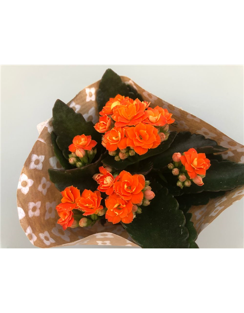 Kalanchoe Roseflowers Mini Orange T6