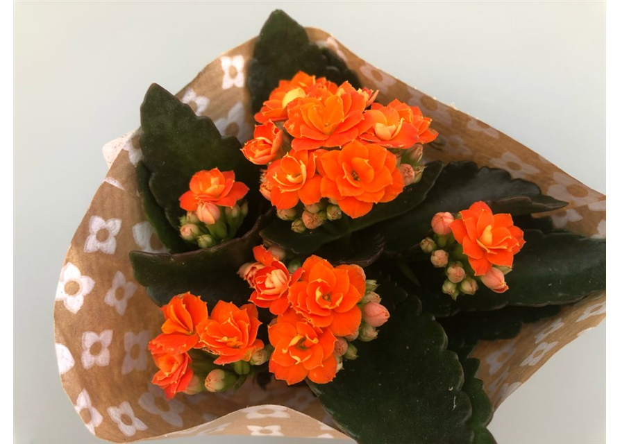 Kalanchoe Roseflowers Mini Orange T6