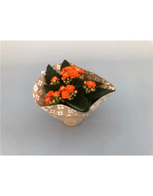 Kalanchoe Roseflowers Mini Orange T6