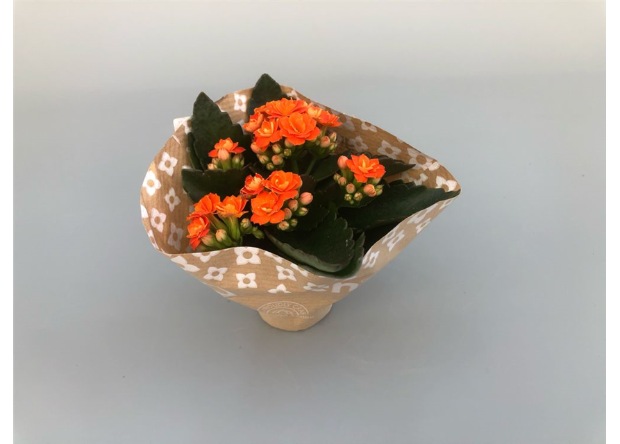 Kalanchoe Roseflowers Mini Orange T6