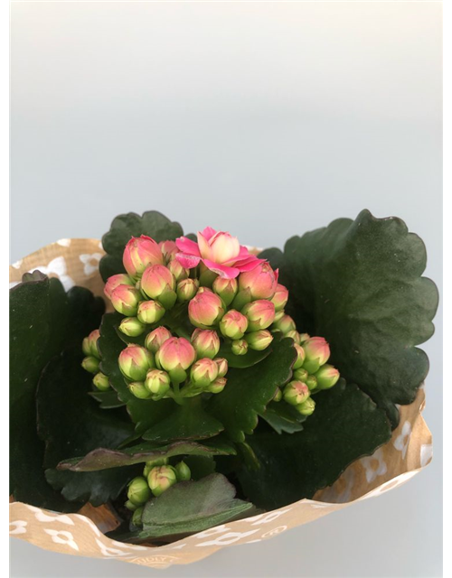 Kalanchoe blossfeldiana Roseflowers Mini Pink T6