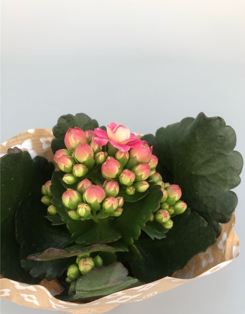 Kalanchoe Roseflowers Mini