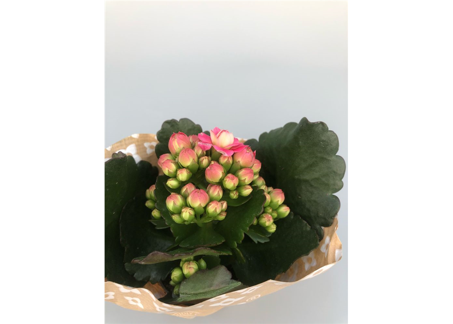 Kalanchoe blossfeldiana Roseflowers Mini Pink T6