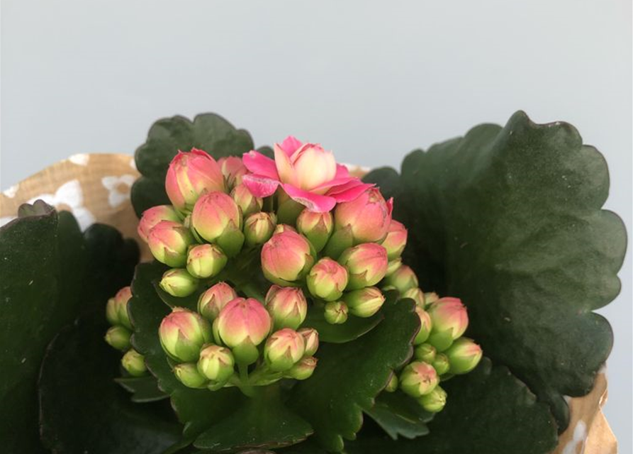 Kalanchoe Roseflowers Mini