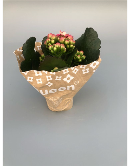 Kalanchoe blossfeldiana Roseflowers Mini Pink T6