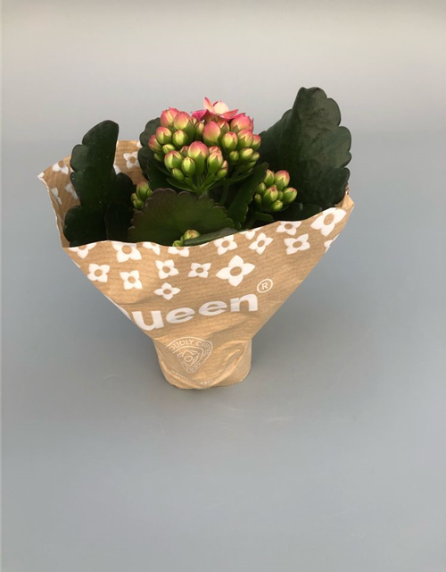 Kalanchoe Roseflowers Mini