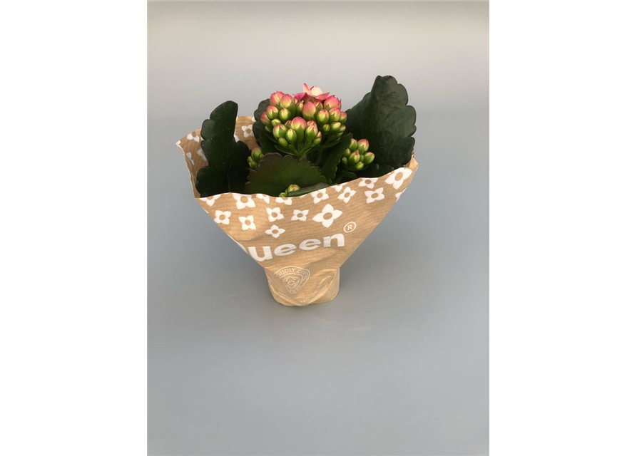 Kalanchoe blossfeldiana Roseflowers Mini Pink T6