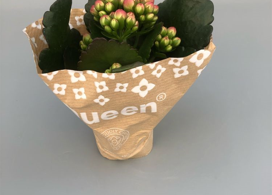 Kalanchoe Roseflowers Mini