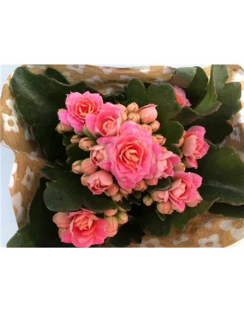 Kalanchoe blossfeldiana Roseflowers Mini Rosa 6