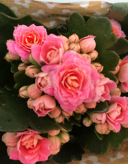 Kalanchoe blossfeldiana Roseflowers Mini