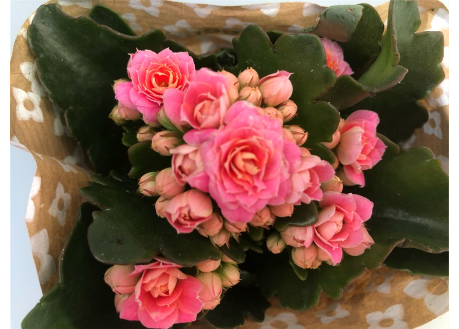 Kalanchoe blossfeldiana Roseflowers Mini Rosa 6