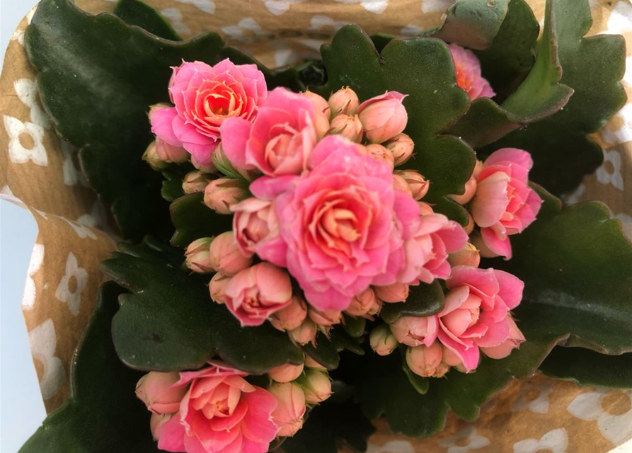 Kalanchoe blossfeldiana Roseflowers Mini