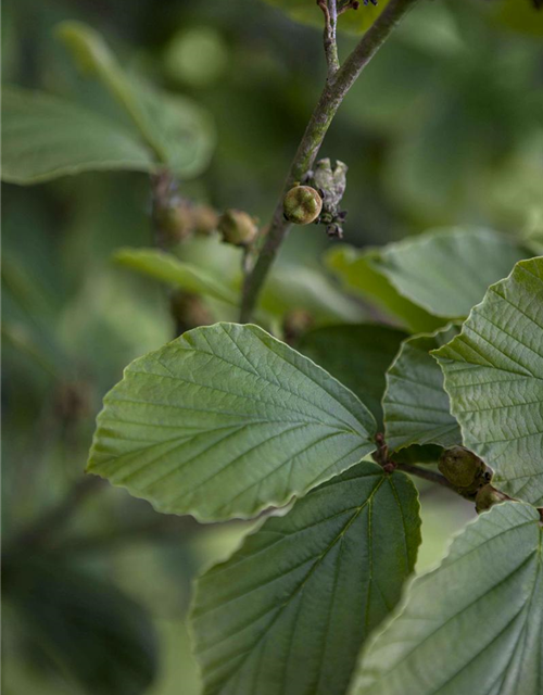 Hamamelis inter. Arnold Promise