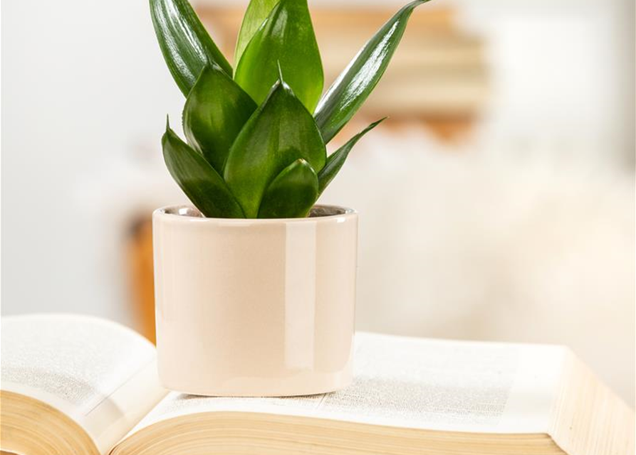 Sansevieria trifasc. Laurentii