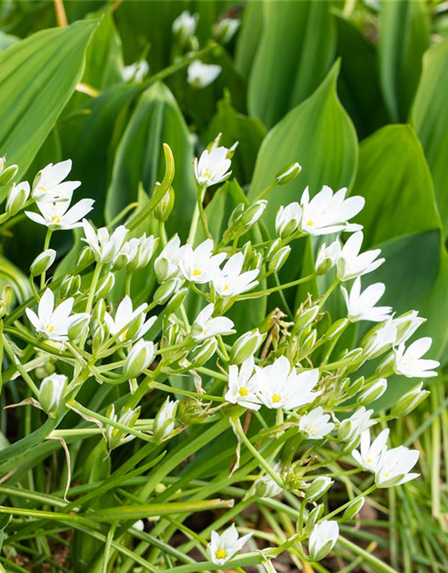 Allium ursinum