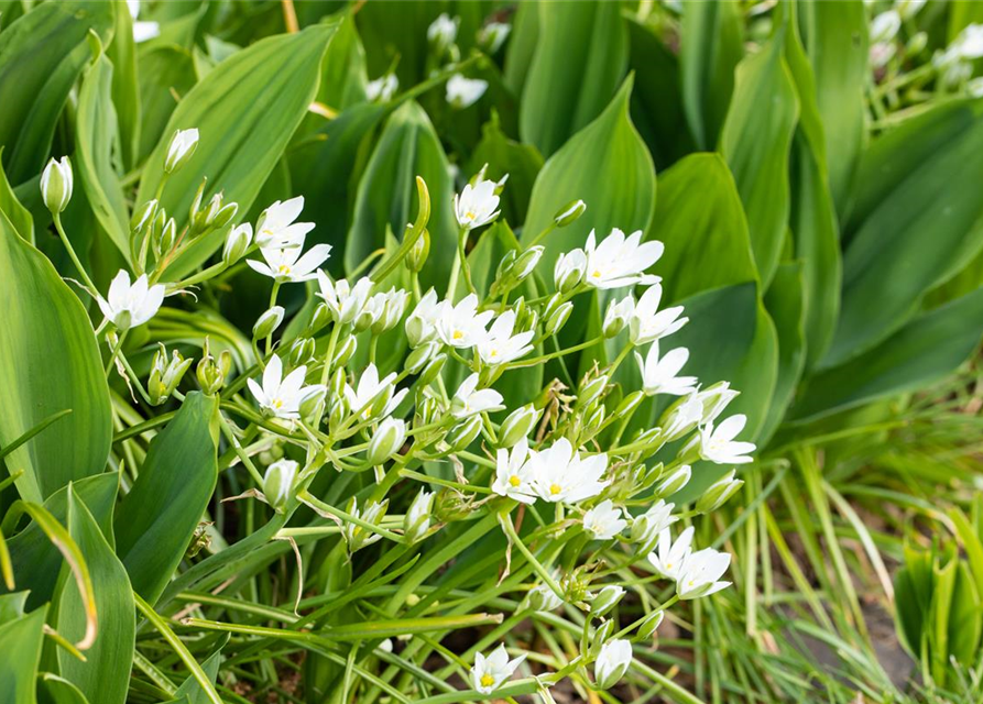 Allium ursinum