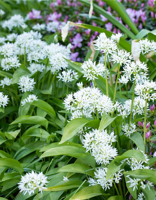 Allium ursinum