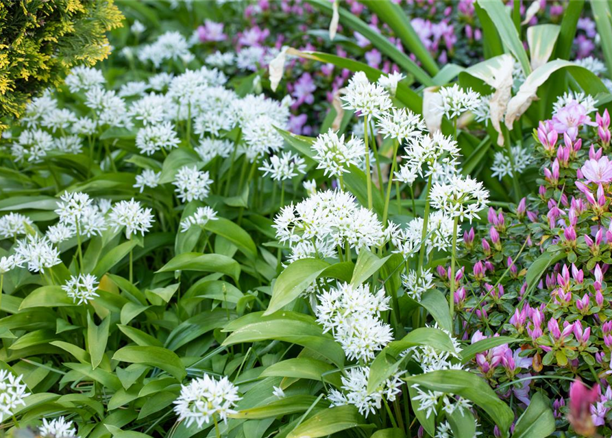 Allium ursinum